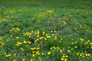 Meadow glade with yellow dandelions, blue flowers, nettle without sky and trees.