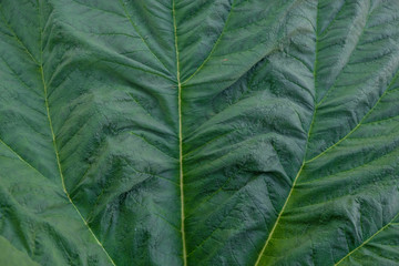  The structure and texture of rhubarb leaf. Top view.  Copy space.