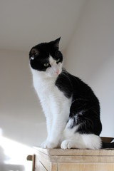 Chat en observation.