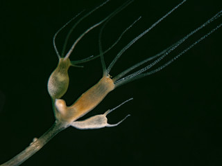 Freshwater Polyp, Süsswasser Polyp (Hydra viridissima)