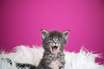 cute maine coon kitten yawning in front of pink background