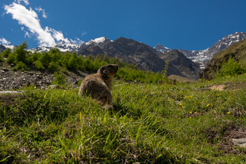 Ein wildes Alpenmurmeltier in der Natur bei Saas Fee in der Schweiz