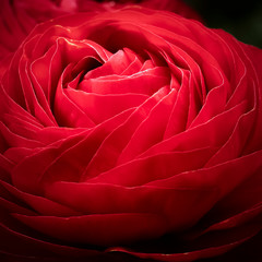 red ranunculus