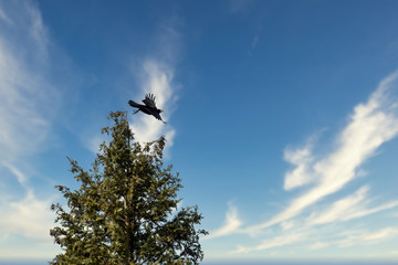 Rabe, Krähe (Corvus) fliegt, startet von Baumspitze mit ausgebreiteten Flügeln vor blauem, leicht wolkigem Himmel, Freiraum rechts
