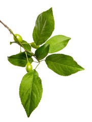 Branch of a plum tree with green leaves and young fruits isolated on a white background. Fruit tree...