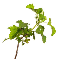 Currant bush sprouts with green leaves and young berries isolated on white background. Branch with fruits isolate