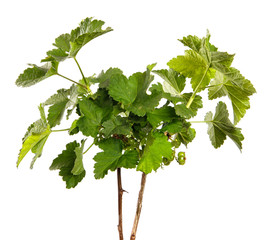 Currant bush sprouts with green leaves and young berries isolated on white background. Branch with fruits isolate