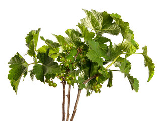 Currant bush sprouts with green leaves and young berries isolated on white background. Branch with fruits isolate