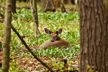 Naklejka na ściany i meble White tailed deer .Young deer with growing antlers lying in a wild garlic in state park in Wisconsin.