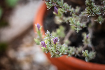 Echter Lavendel (Lavandula angustifolia) kurz vor dem Aufblühen im Terracottatopf, Detail, Freiraum links