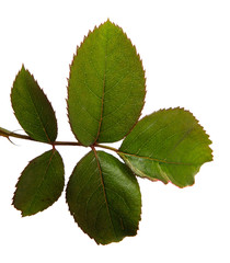 Naklejka na ściany i meble Green rose bush leaf isolated on a white background, close-up