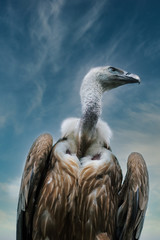 Geier, Gänseeier (Gyps fulvus) Portrait, mit Blick nach rechts, Hintergrund Himmel