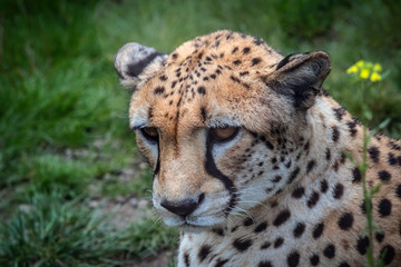 Gepard (Acinonyx jubatus jubatus) Protrait, Kopf, Blick nach links vor grüner Wiese