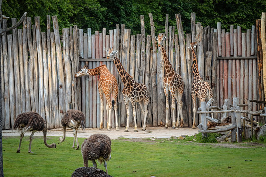 4 Rothschildgiraffen (Giraffa camelopardalis rothschildi) vor Palisadenzaun mit Blick nach links, im Vordergrund 3 Strau&szlig;e, s&uuml;dafrikanische Blauhalsstrau&szlig;e, Struthio camelus australis