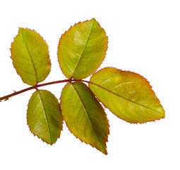 Green rose bush leaf isolated on a white background, close-up