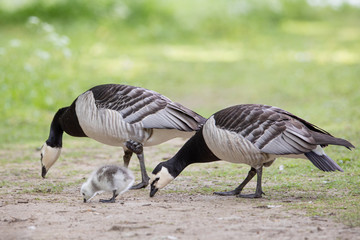 Kanadagans - Familie