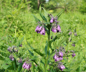 In the meadow, the comfrey (Symphytum officinale) is blooming