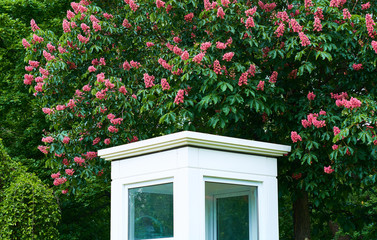 Fototapeta na wymiar Little white guard booth in green spring park with pink sweet chestnuts. The room for work.