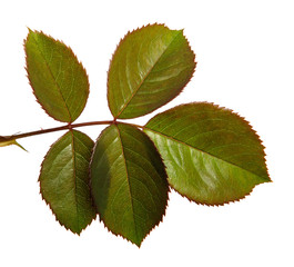Green rose bush leaf isolated on a white background, close-up