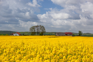 Rzepak - żółte kwiaty rzepaku - krajobraz rolniczy, Polska, Warmia i mazury