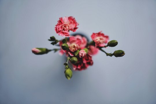 Directly Above Shot Of Red Flowers On Table