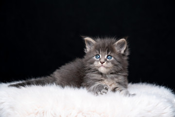 portrait of a cute maine coon kitten resting on white fur looking curiously on black background with copy space