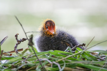 Blässhuhn Küken im Nest