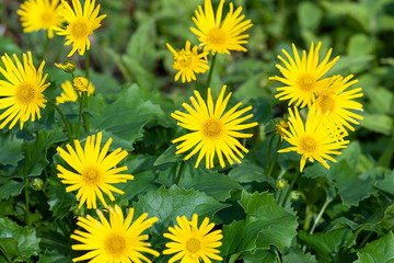 Austrian Leopard's Bane (Doronicum orientale) yellow flowers in summer garden