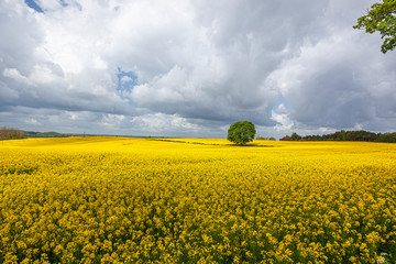 Rzepak - żółte kwiaty rzepaku - krajobraz rolniczy, Polska, Warmia i mazury