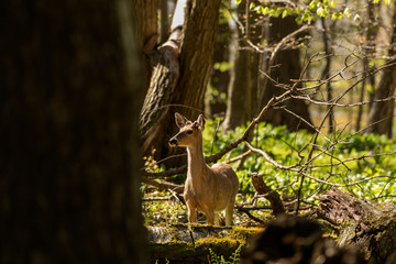 White-tailed deer  in spring forest.