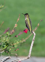 hummingbird in flight