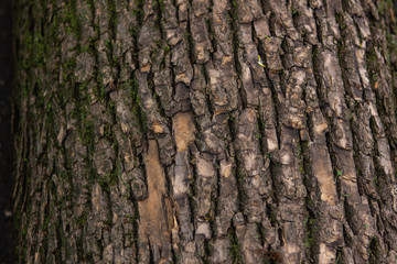 Tree bark, bark, brown, young tree