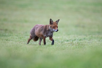 Rotfuchs morgens in der Wiese
