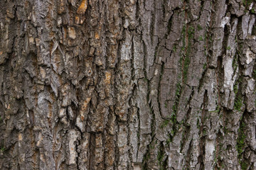 Tree bark, bark, brown, young tree