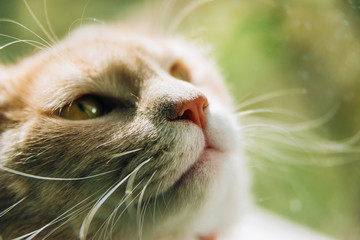photo with selective focus of a cat snout bathed in sunlight looking up.