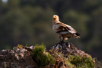 Egyptian Vulture (Neophron percnopterus) perched on the forehead of the natural habitat.
