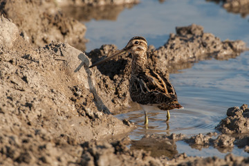 Common Snipe, (Gallinago gallinago) in a natural habitat.