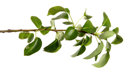 Pear tree branch with leaves isolated on a white background, closeup. Fruit tree sprouts, isolate