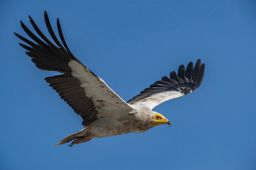 Egyptian Vulture (Neophron percnopterus) flies on the forehead of natural life.