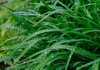Rain Drops on green plants in a spring time garden