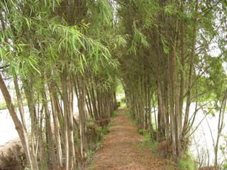 Paisaje de camino en la naturaleza