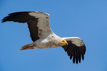 Egyptian Vulture (Neophron percnopterus) flies on the forehead of natural life.