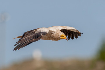 Egyptian Vulture (Neophron percnopterus) flies on the forehead of natural life.