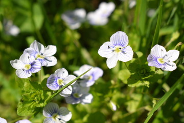 Sping