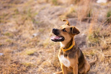 An adorable puppy sitting on a grassy field