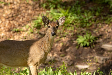White-tailed deer  in spring forest.