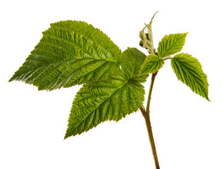 Young raspberry bush sprouts isolated on a white background, closeup.