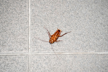 A huge cockroach on the floor. Insect pests in the house.