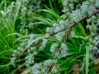 Rain Drops on green plants in a spring time garden
