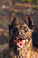 Portrait of an adorable young dutch shepherd in a field